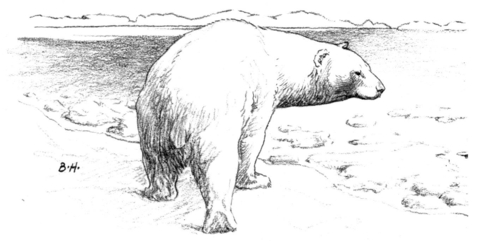 Polar Bear Walks On Ice Coloring Page